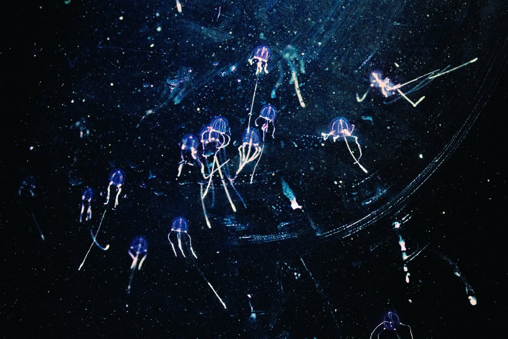 jellyfish with bioluminescence (c) unsplash