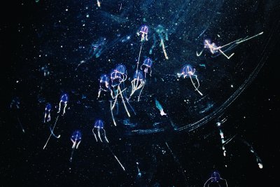 jellyfish with bioluminescence