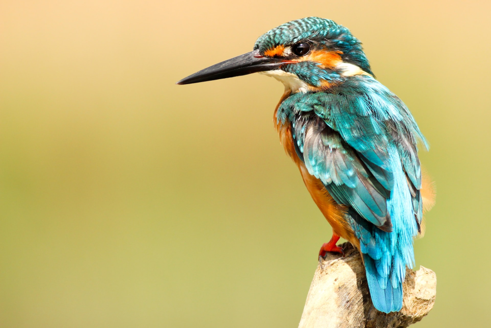 kingfisher bird (c) unsplash