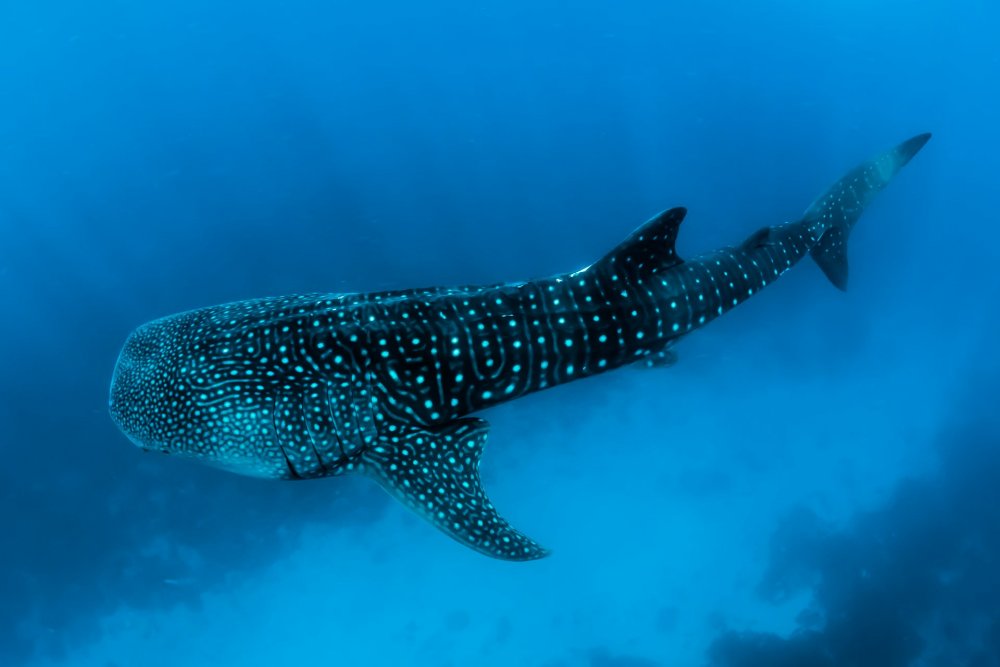 whale shark (c) unsplash