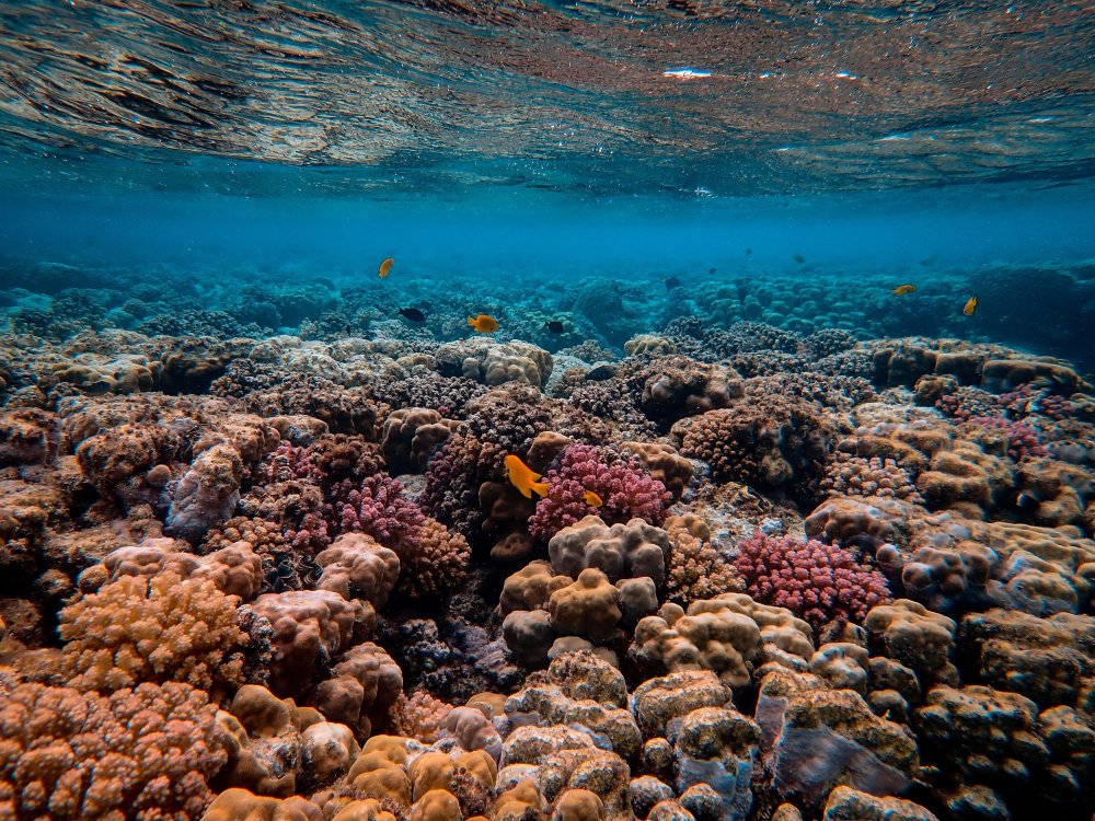 coral reefs (c) unsplash