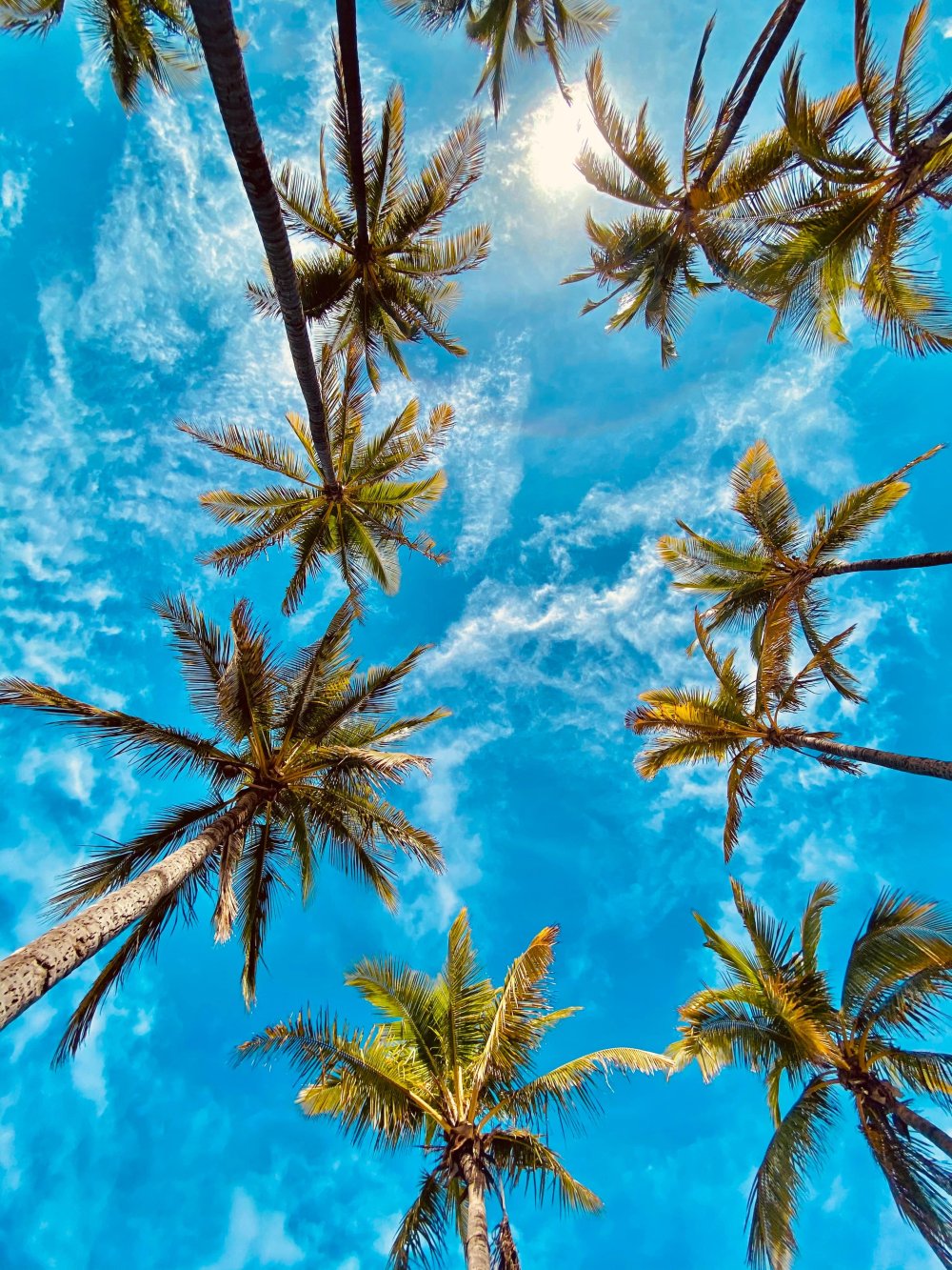 palm trees (c) unsplash