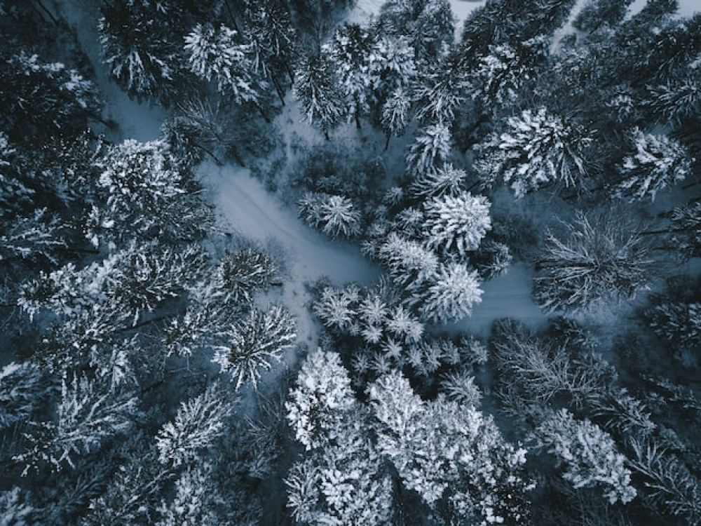 winter forest (c) unsplash