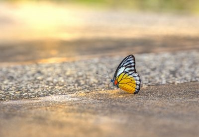 butterfly at the beach