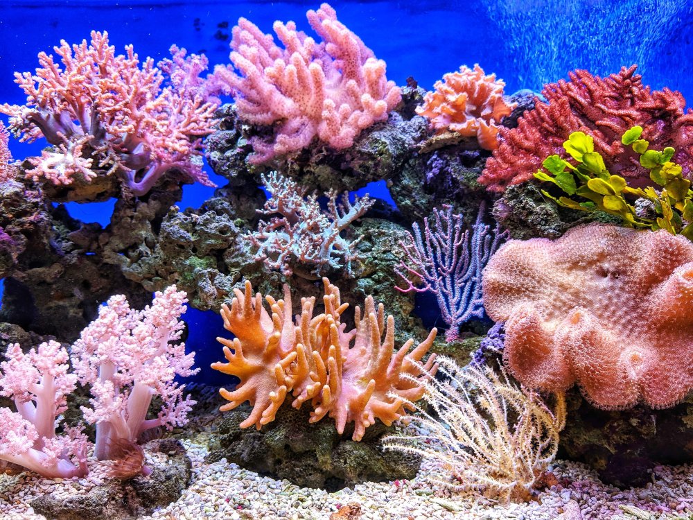 coral reef (c) unsplash