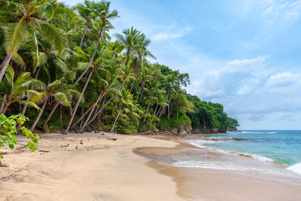 palms at beach (c) unsplash