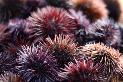 sea urchins