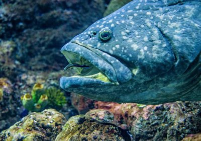 Fish underwater