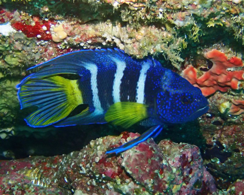 Divesite Image