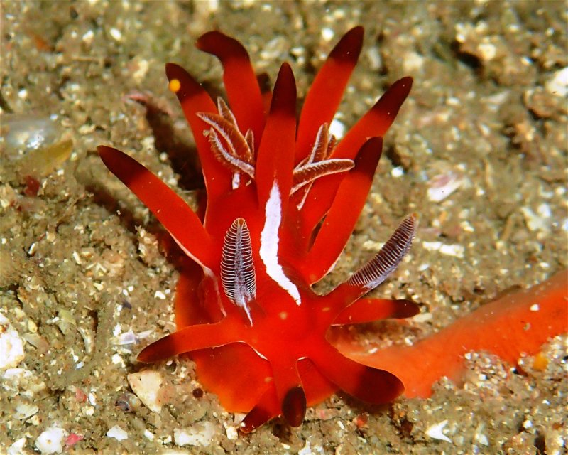 Divesite Image