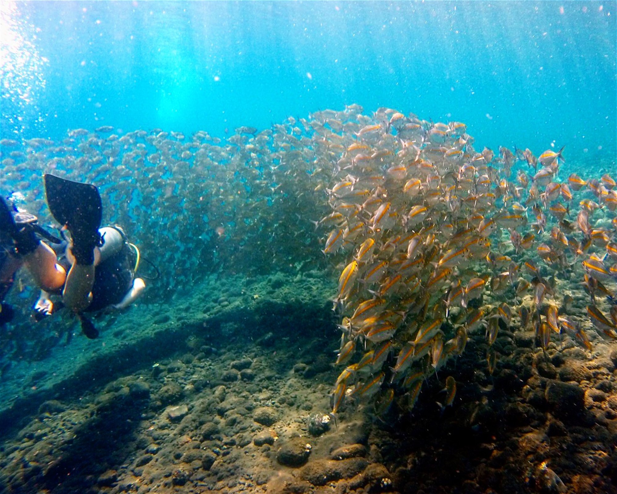Amed Jepun Divers, 80852 Amed, Karangasem