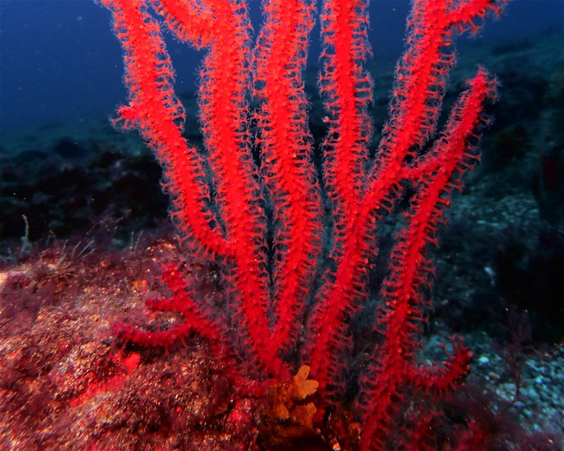 Divesite Image