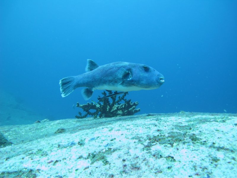 Divesite Image