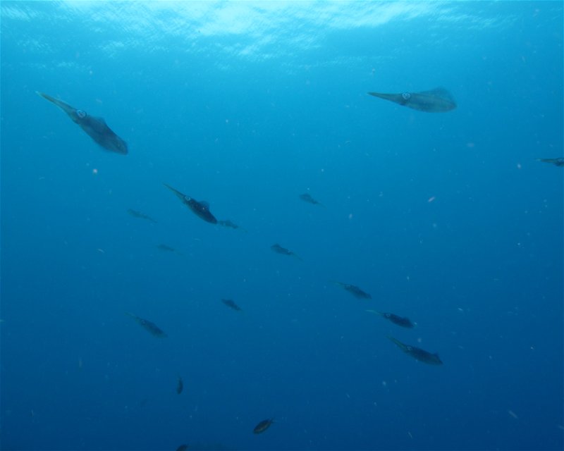 Divesite Image