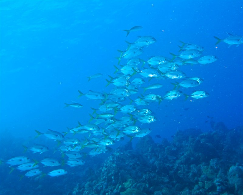 Divesite Image