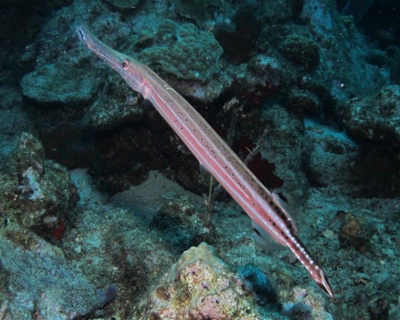 Divesite Image