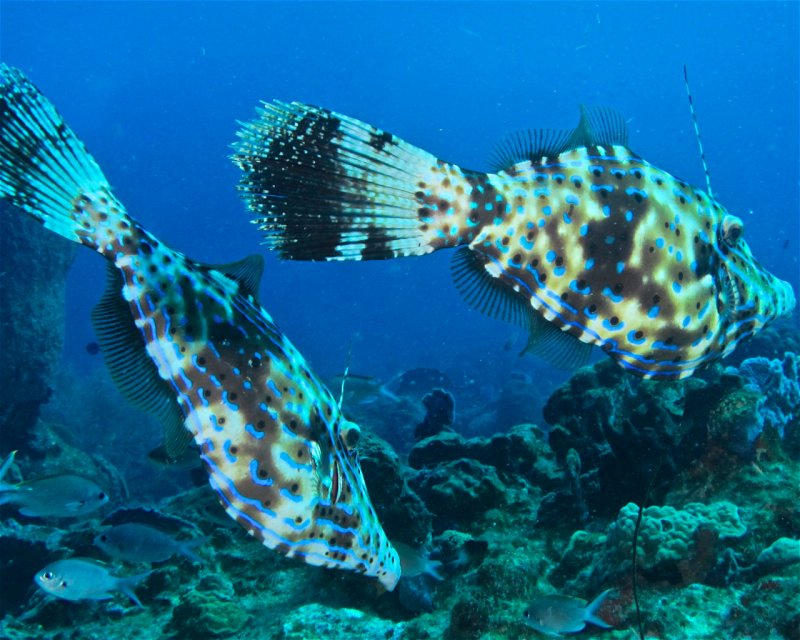 Divesite Image