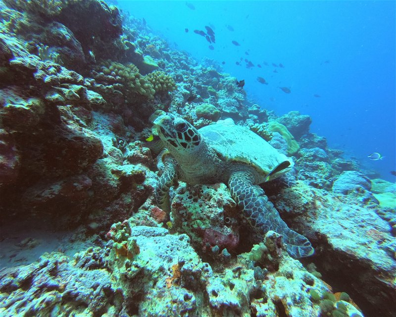 Divesite Image