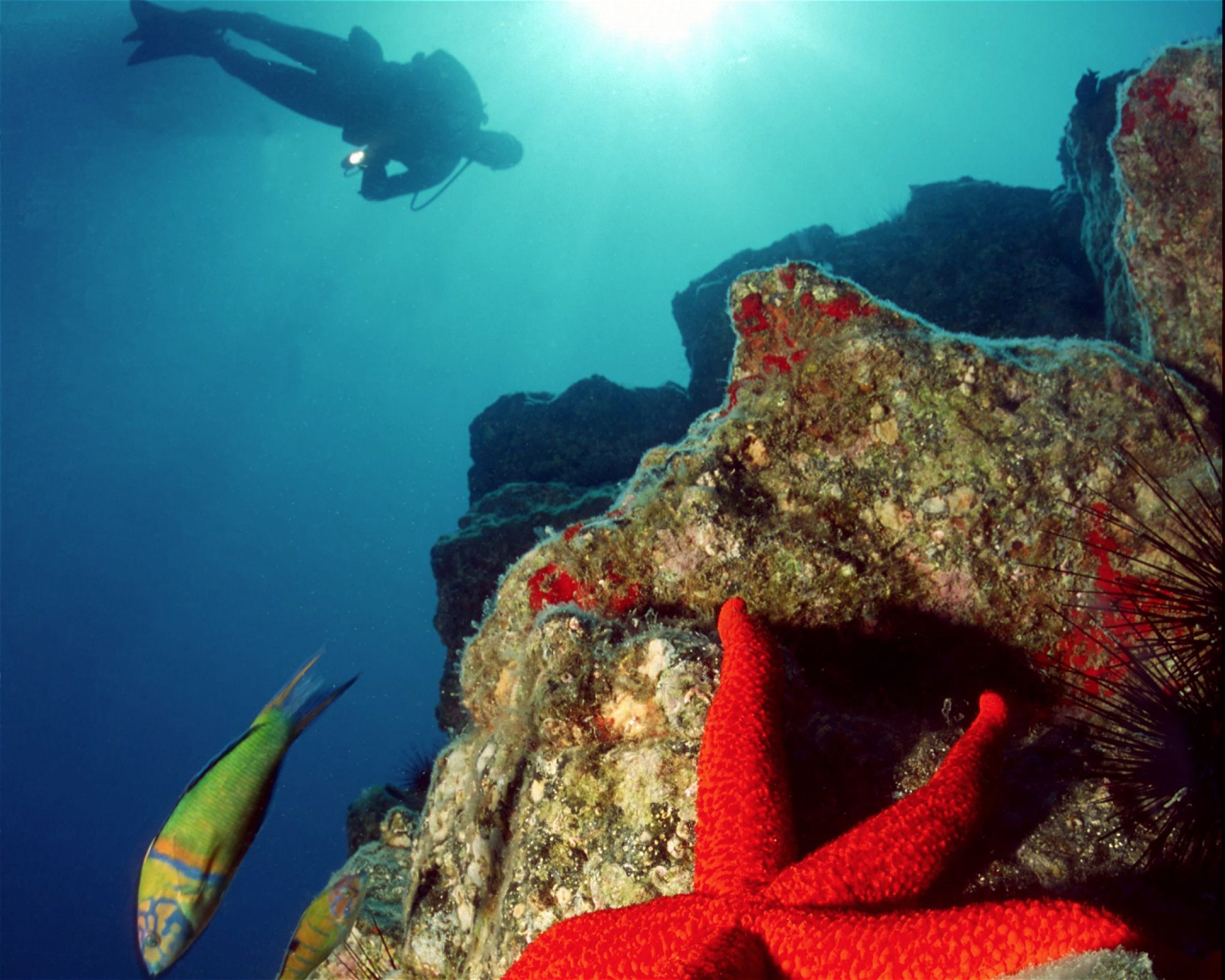 Deep Blue S.L., 35610 Fuerteventura, Caleta de Fuste