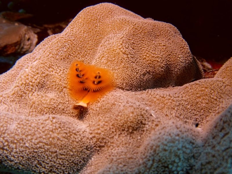Divesite Image