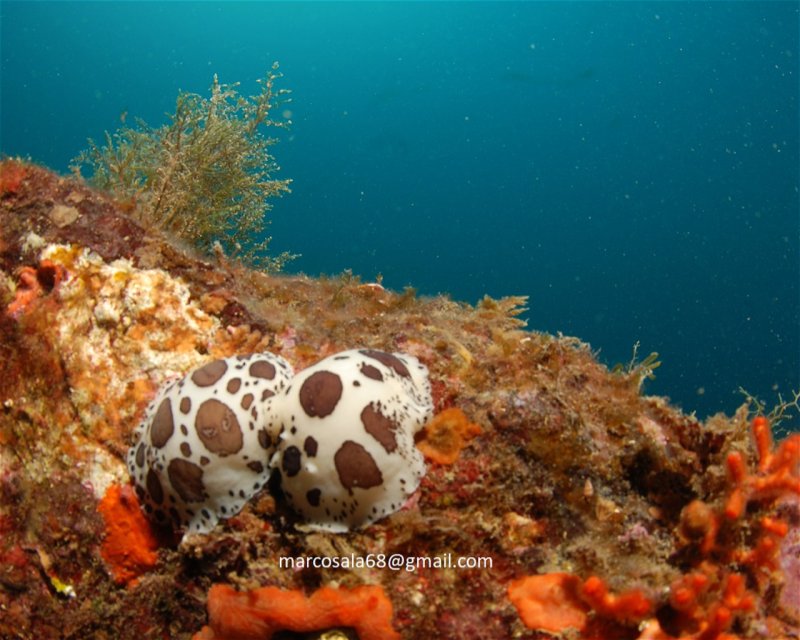 Divesite Image