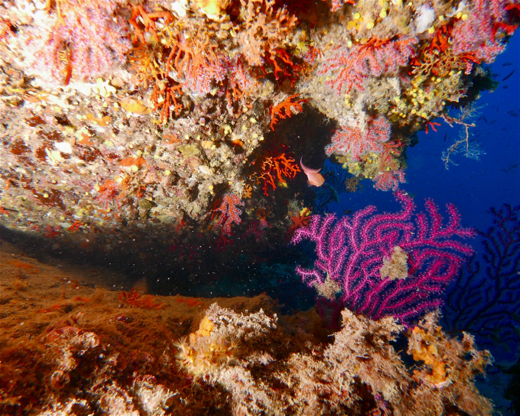 MASSUB DIVING CENTER - PORTOFINO, 16033 LAVAGNA