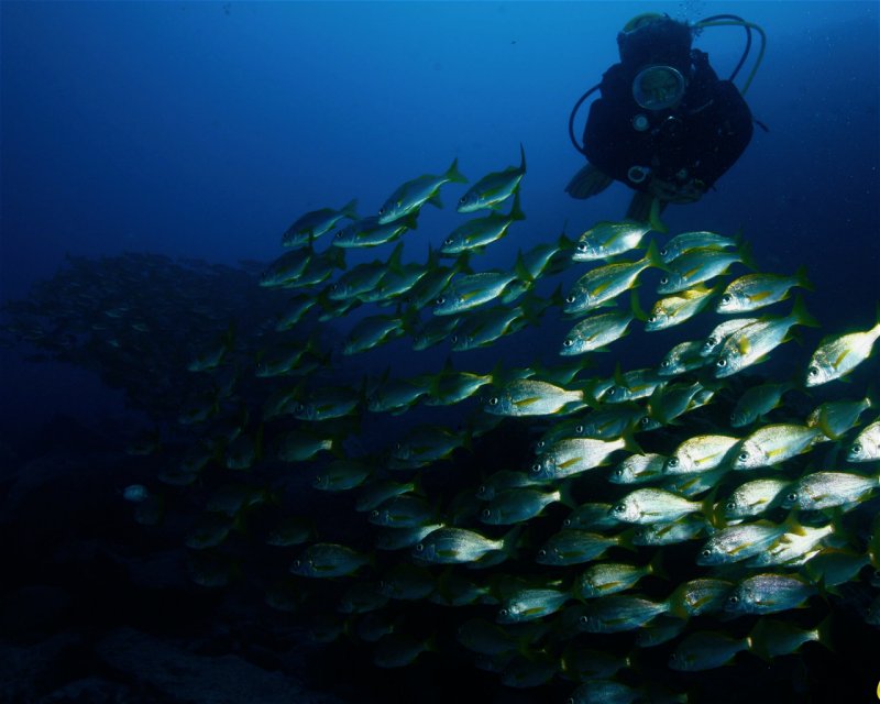 Divesite Image