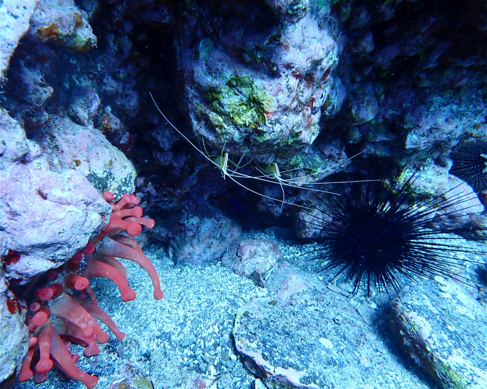 TENERIFE DIVE EXPERIENCE, 38660 SANTA CRUZ DE TENERIFE