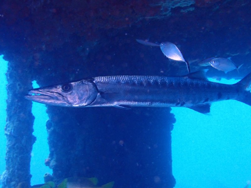 Divesite Image