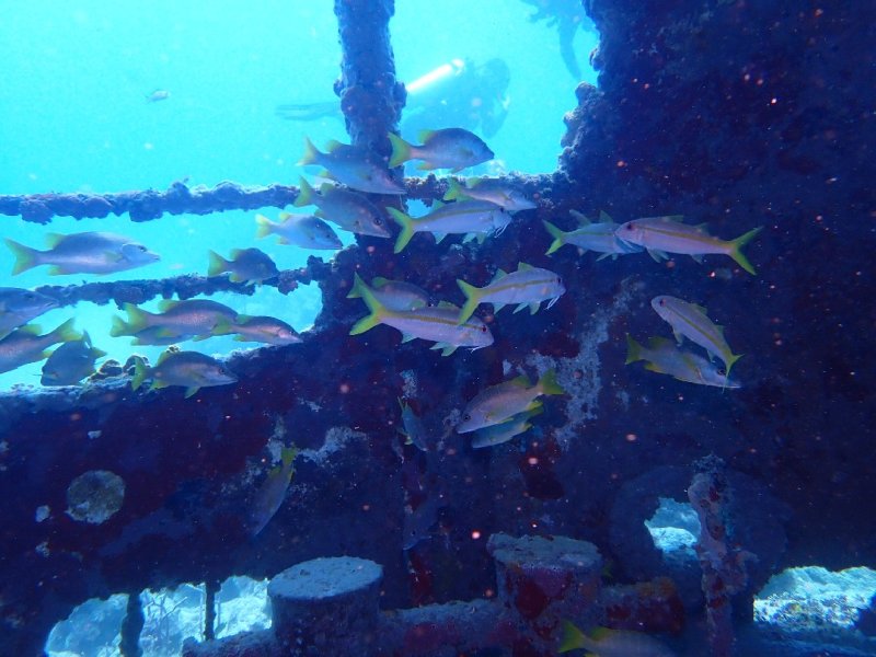 Divesite Image