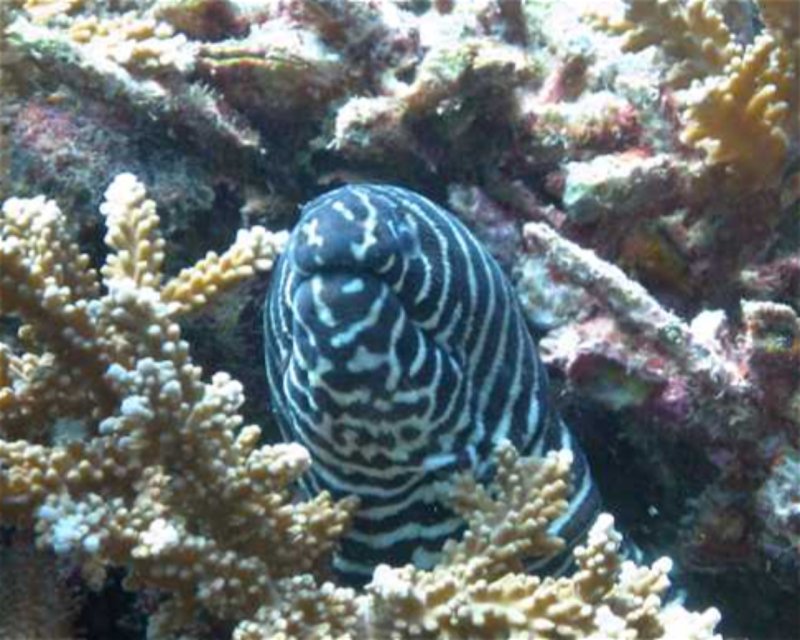 Divesite Image