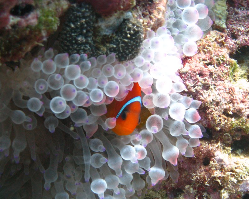 Divesite Image