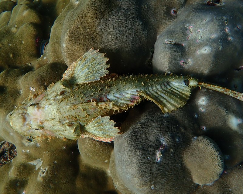Divesite Image