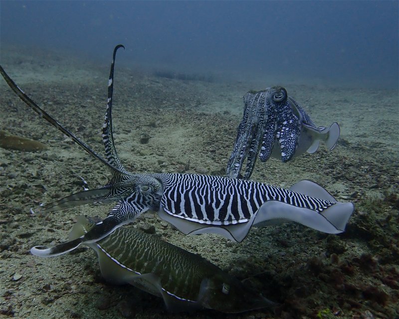 Divesite Image