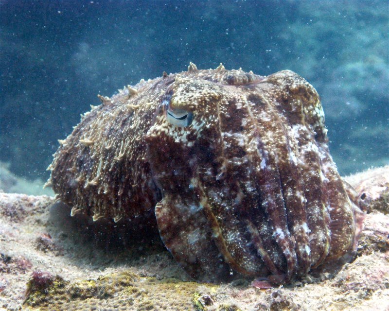 Divesite Image