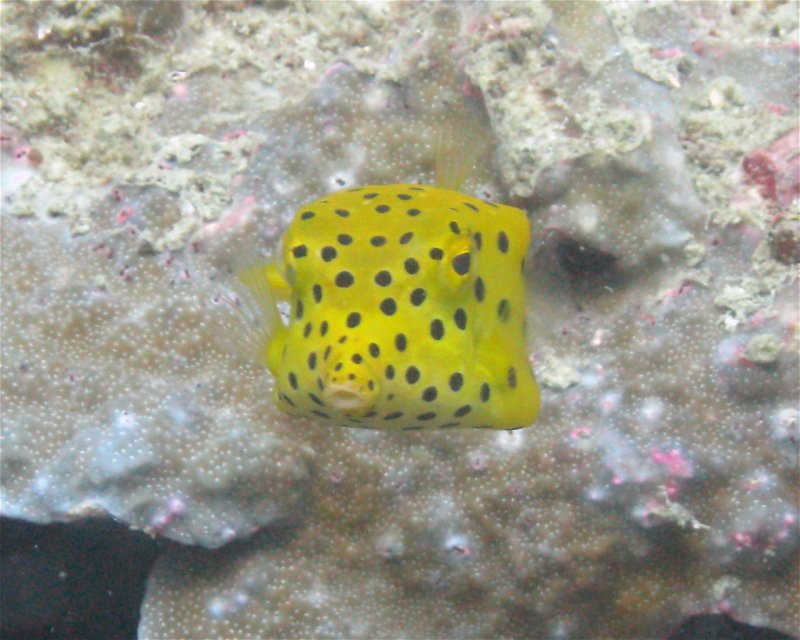 Divesite Image