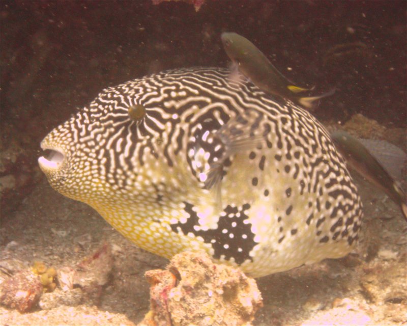 Divesite Image