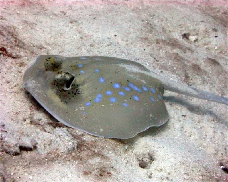 Divesite Image