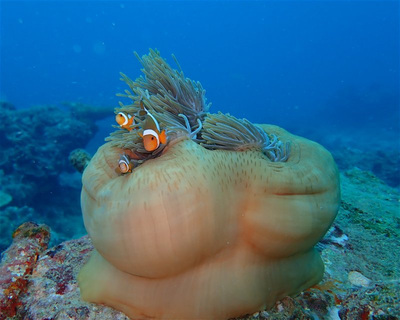 Divesite Image
