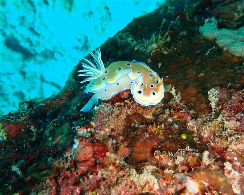 Divesite Image