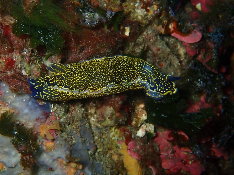 Divesite Image
