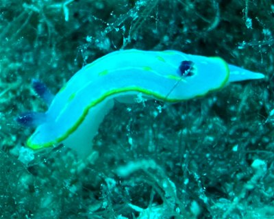 La Traille <span class="text-color-primary text-sm"> (★0.0)</span>