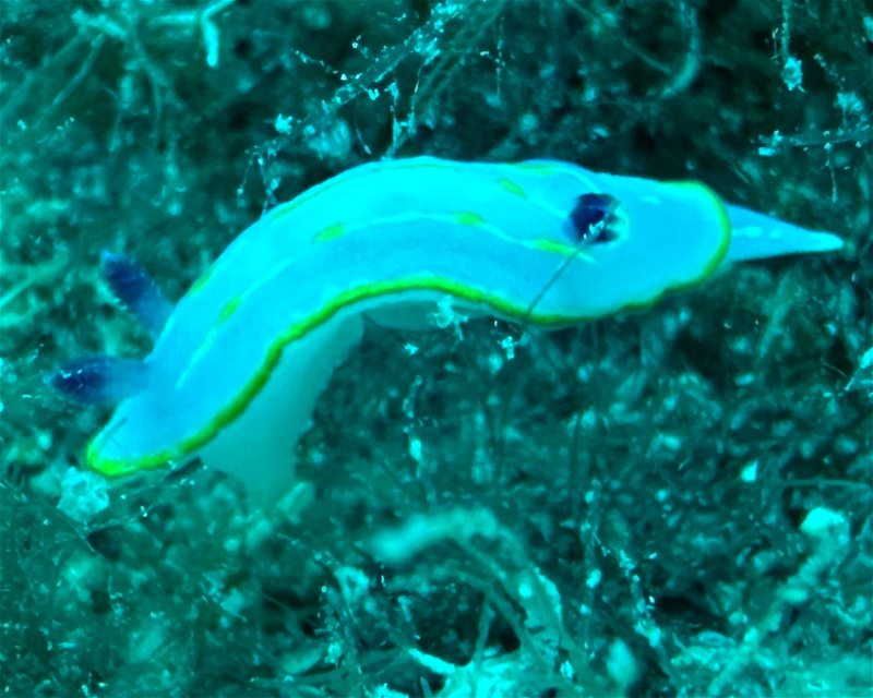 Divesite Image