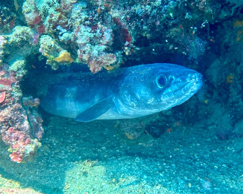 Divesite Image