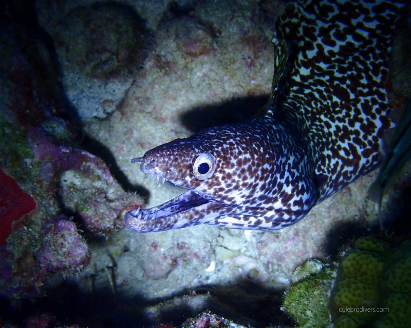 Divesite Image