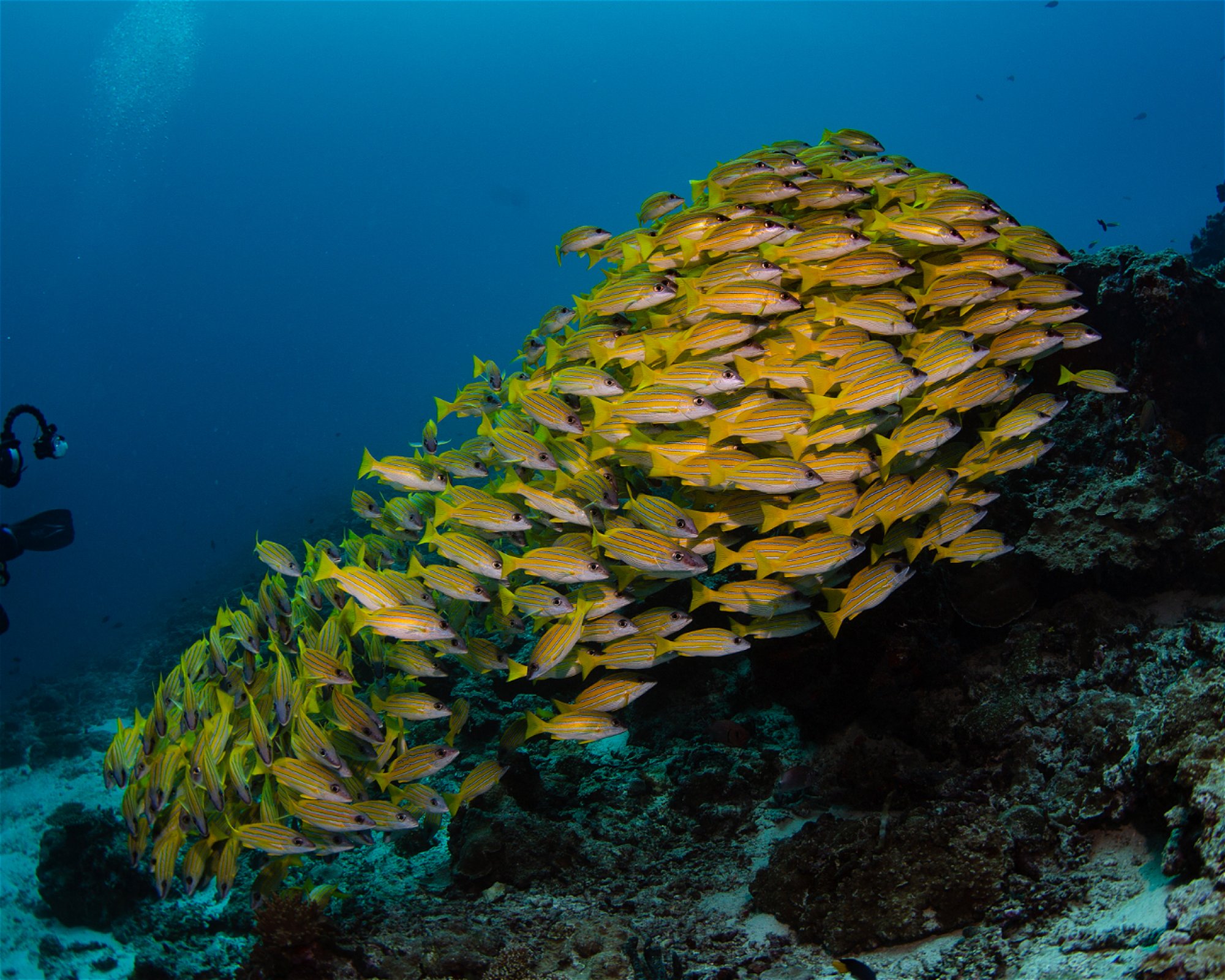 Sub Oceanic at Hilton Maldives Amingiri, 20188 North Male Atoll
