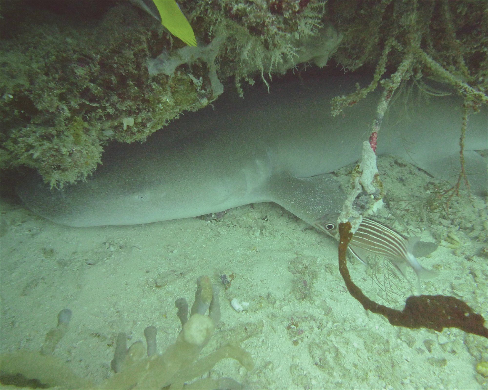 DivePoint Hudhuran Fushi, 20193 Male