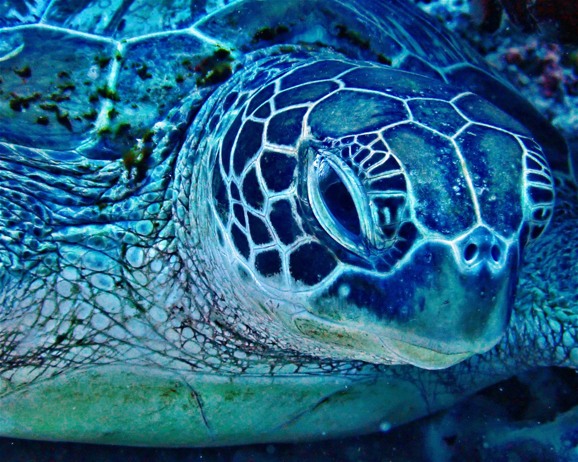 DivePoint Hudhuran Fushi, 20193 Male