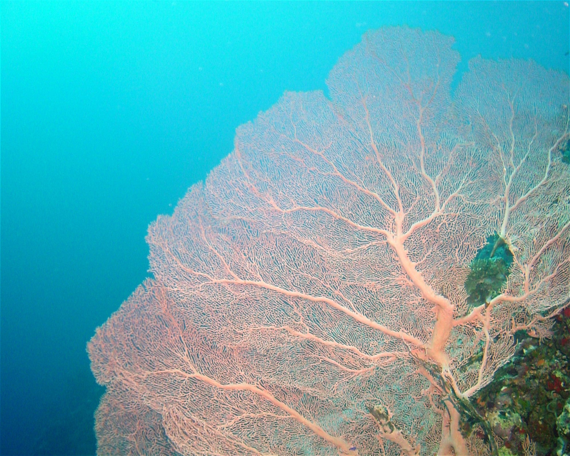 DivePoint Hudhuran Fushi, 20193 Male