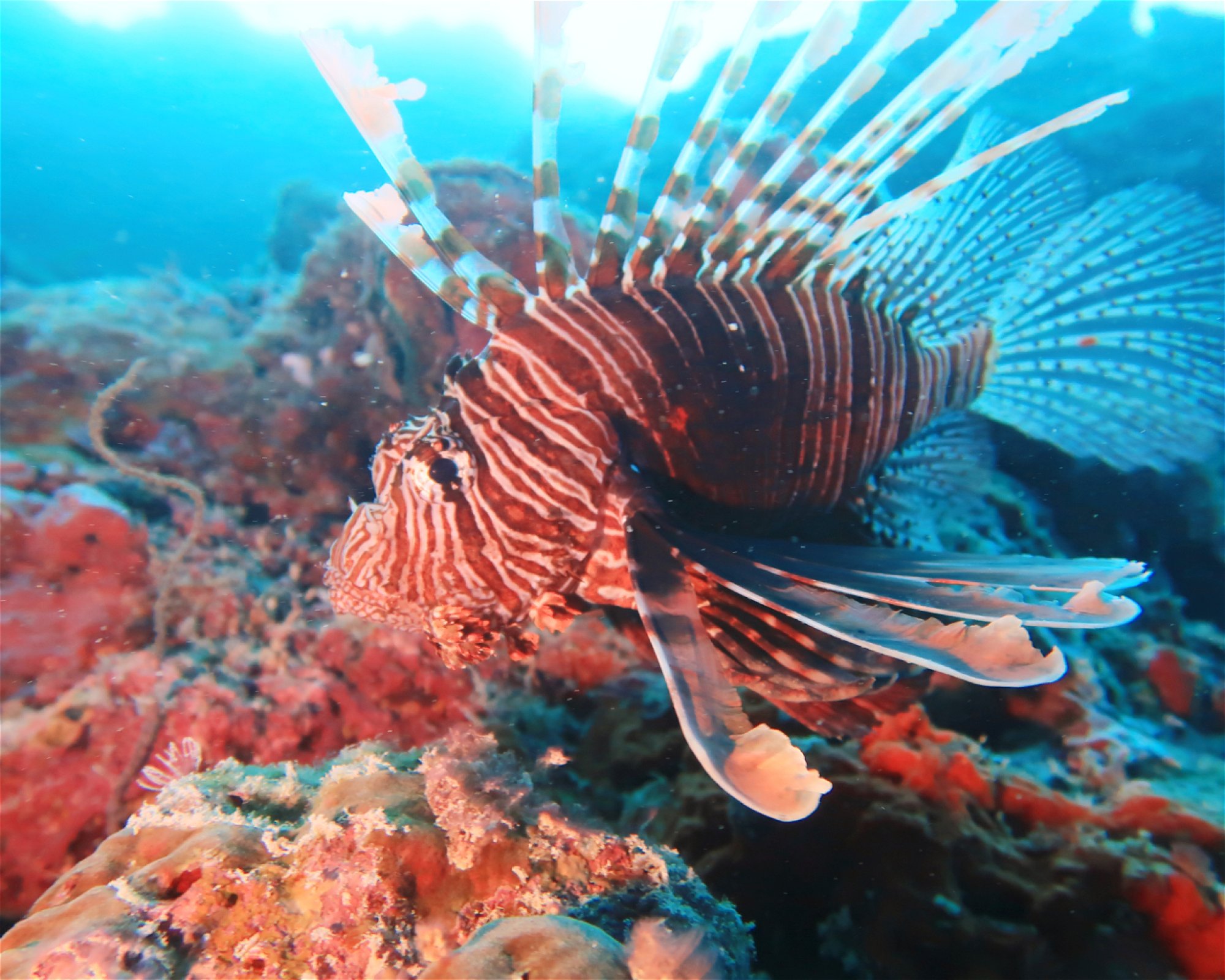 DivePoint Hudhuran Fushi, 20193 Male